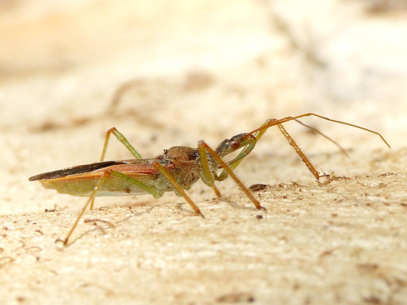 Reduviidae: Zelus renardii da Roma, NUOVO PER L''ITALIA